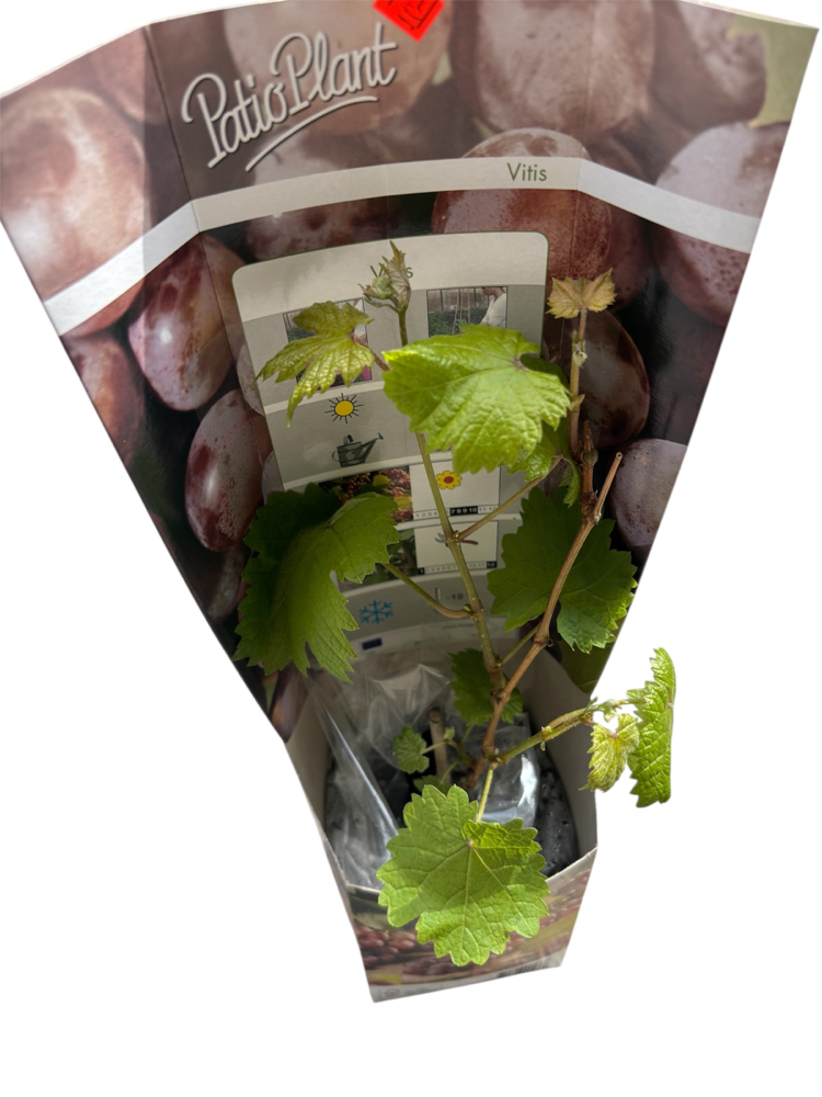 Vitis - Kırmızı üzüm fidanı