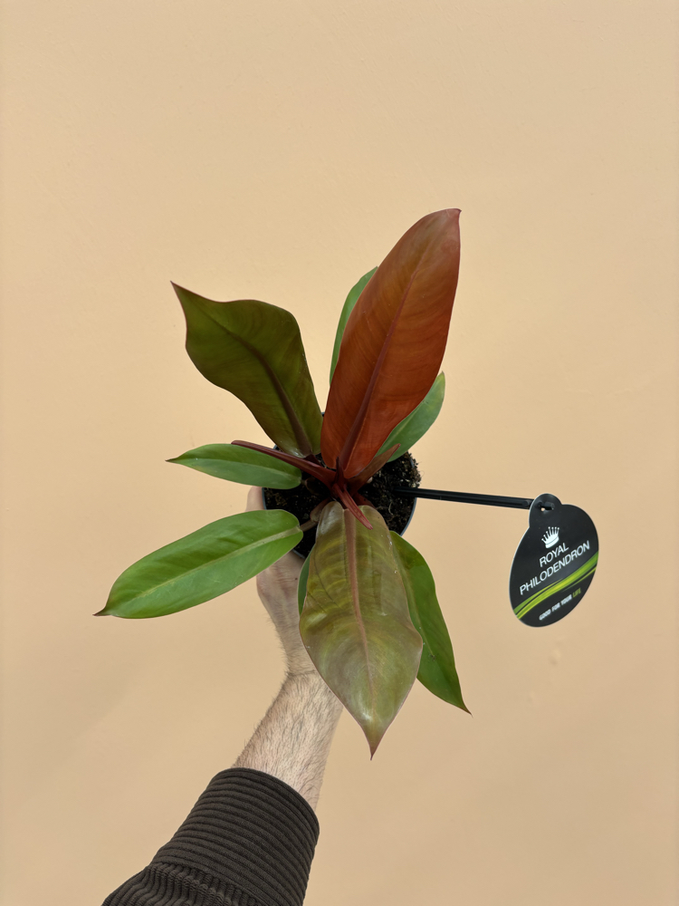 Philodendron Cherry Red 