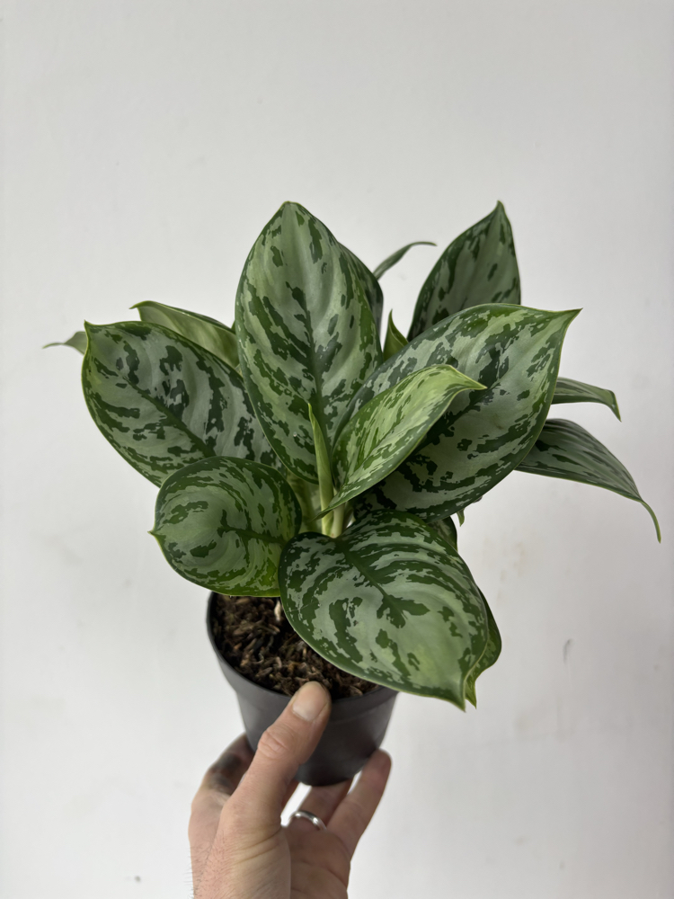 Aglaonema Jungle Silver 
