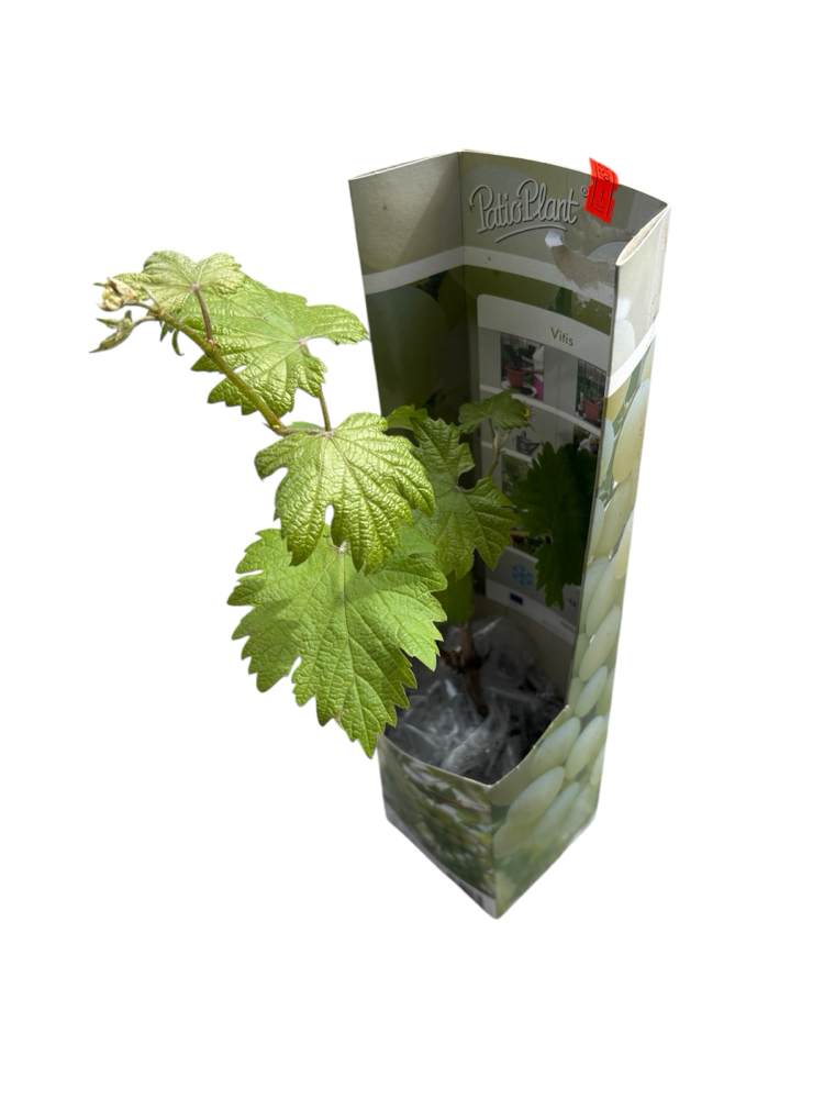 Vitis - Beyaz üzüm fidanı 