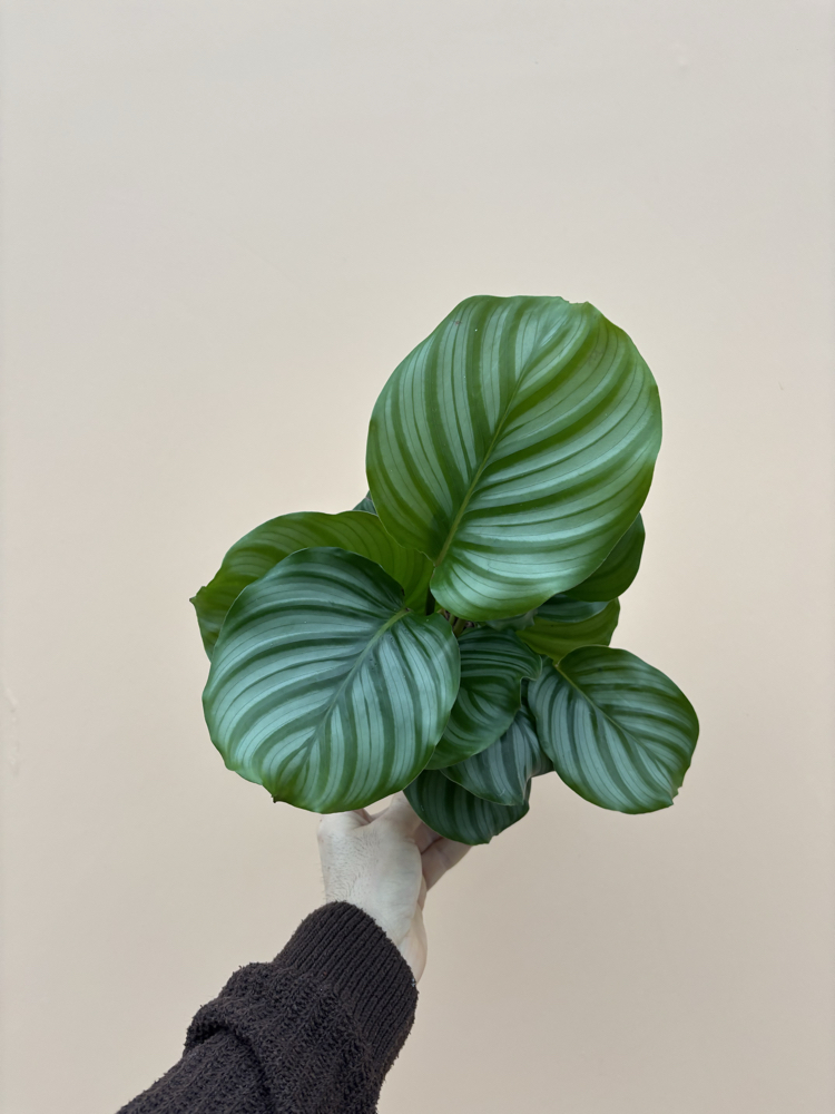 Calathea Orbifolia