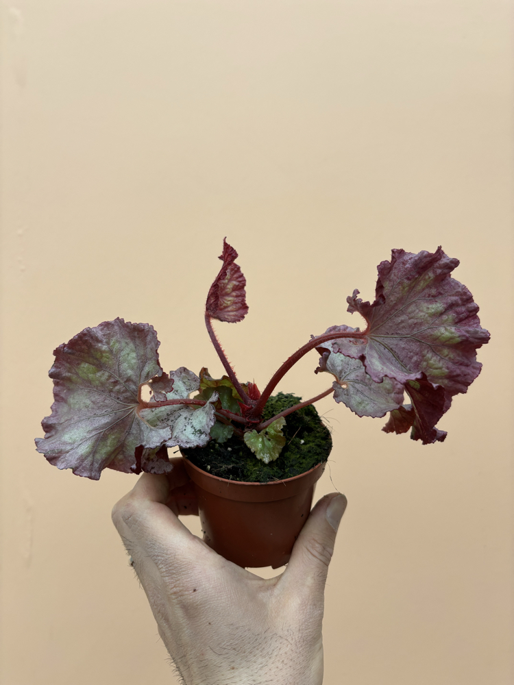 Begonia Pink Panther