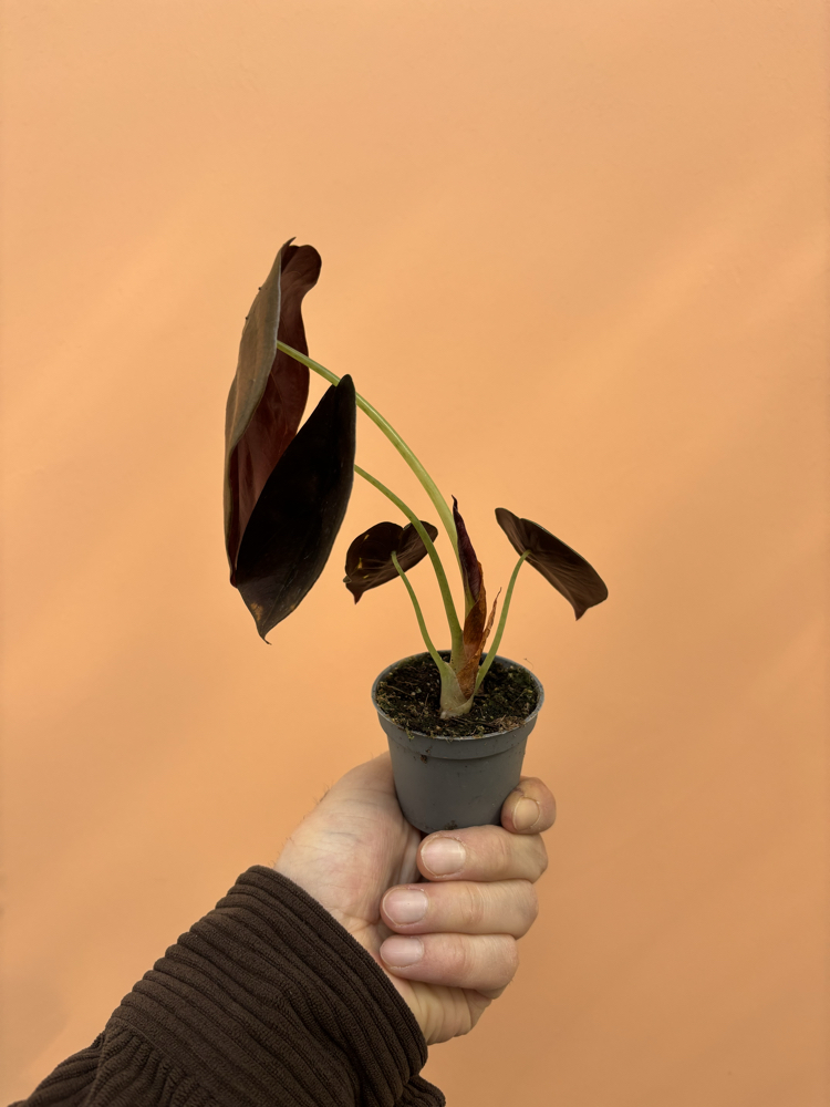 Mini Alocasia Cuprea 'Red Secret'