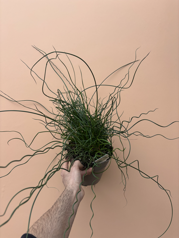 Juncus Effusus Spiralis 