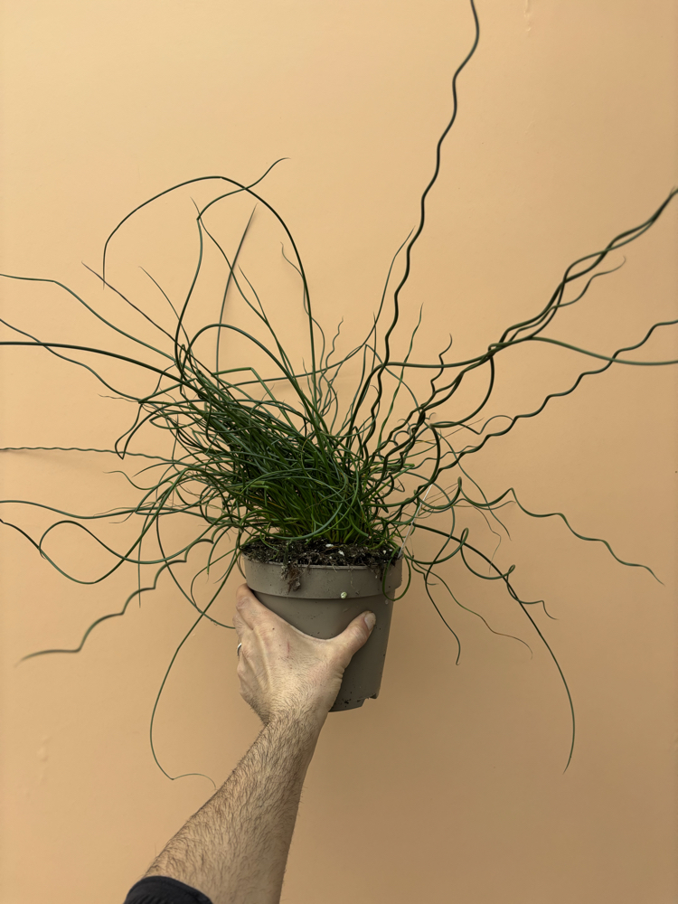 Juncus Effusus Spiralis 