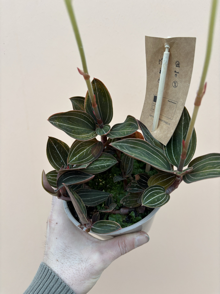 Ludisia Discolor 