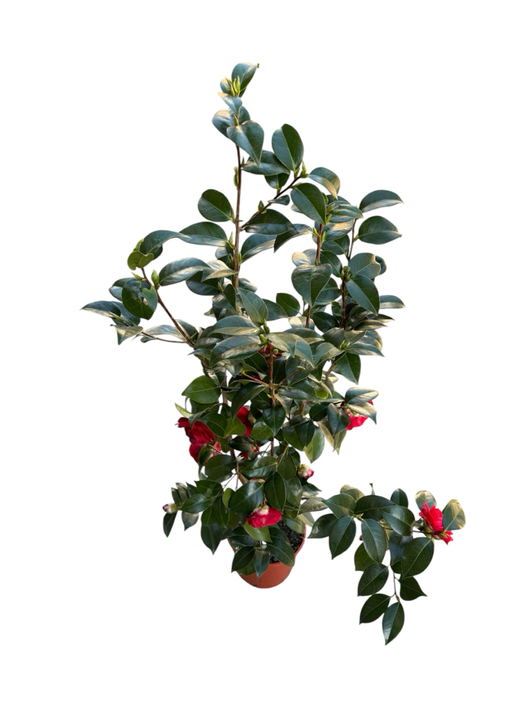 Camelia Japonica - Japon Kamelyası