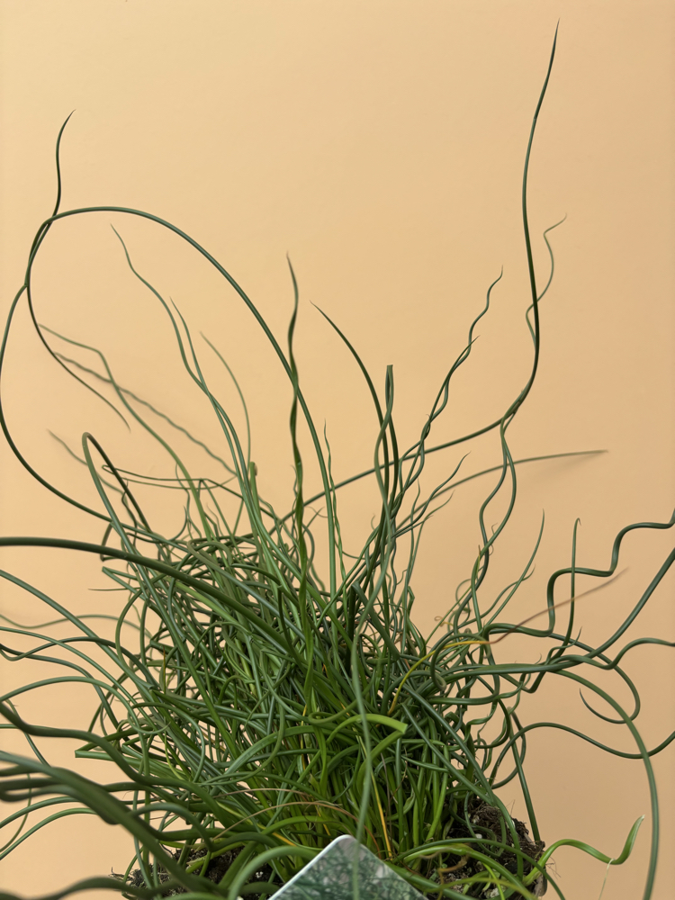 Juncus Effusus Spiralis 