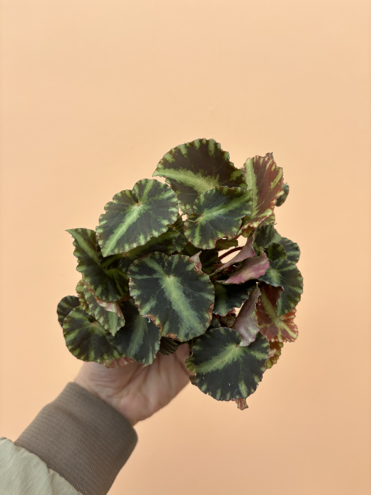 Begonia Cleopatra