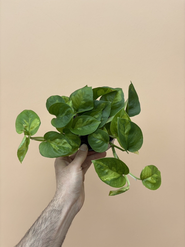 Epipremnum global Green