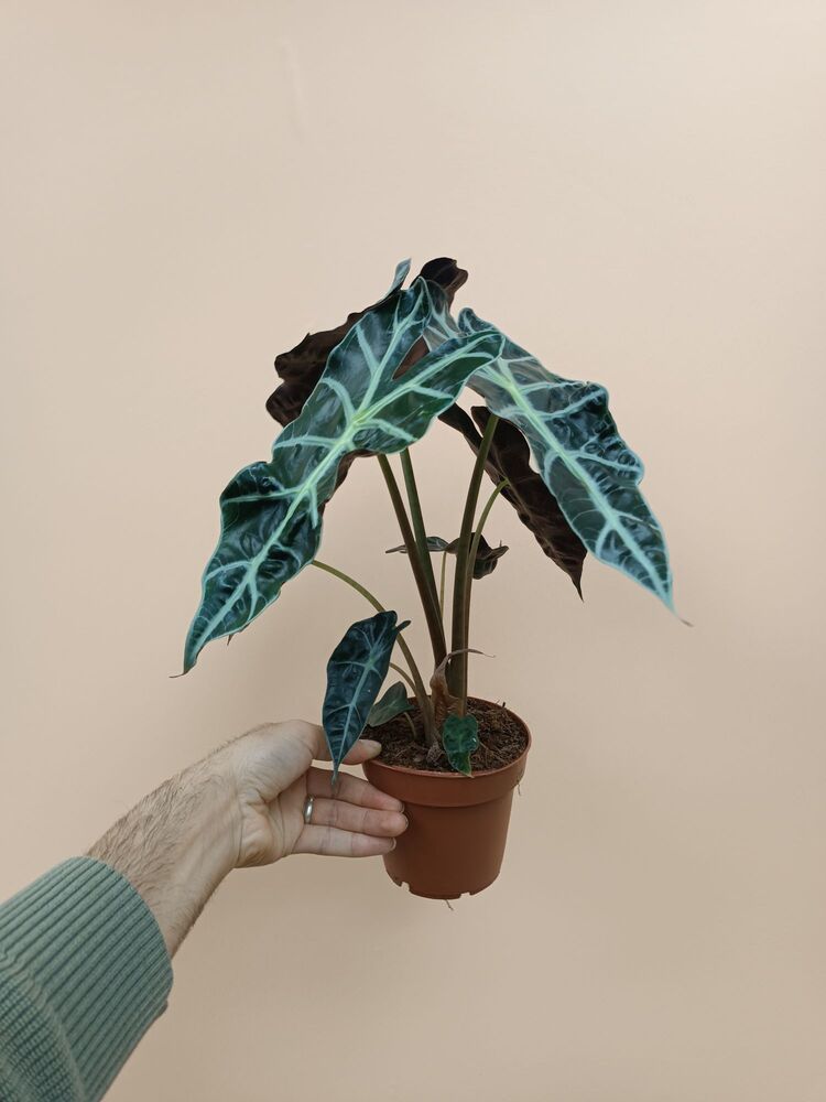 Alocasia Polly 