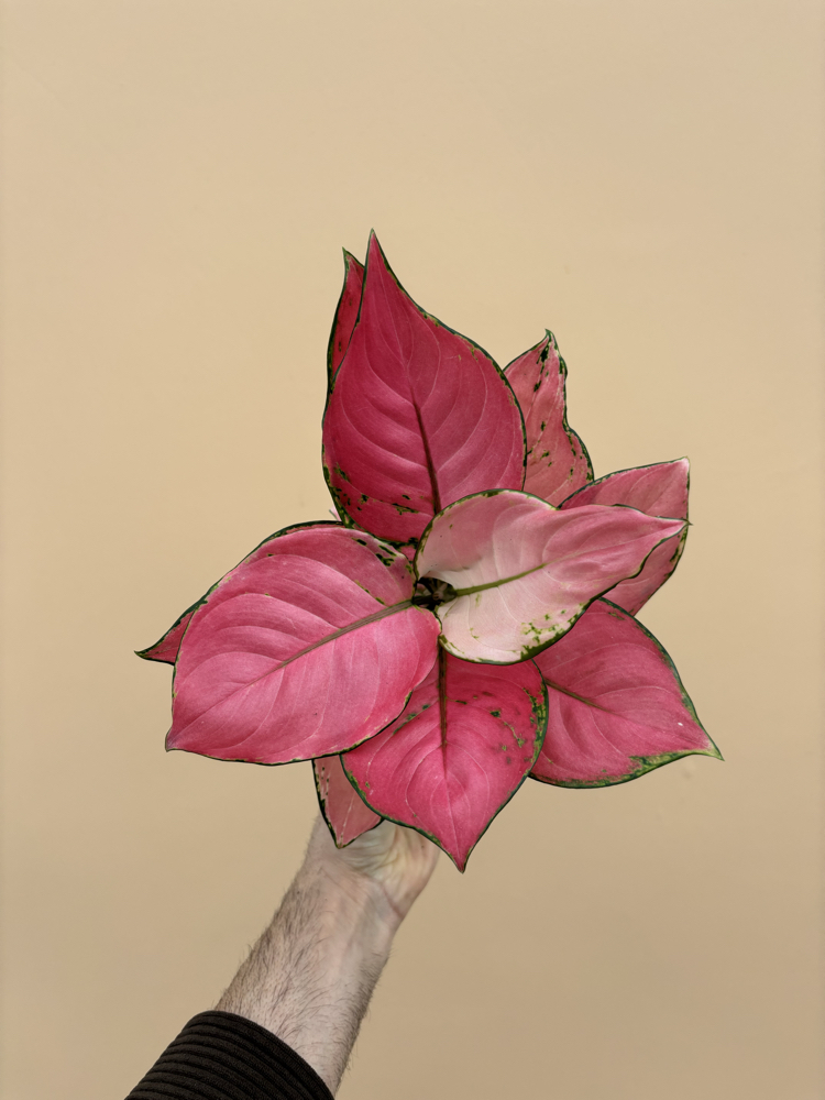 Aglaonema Pink Star 
