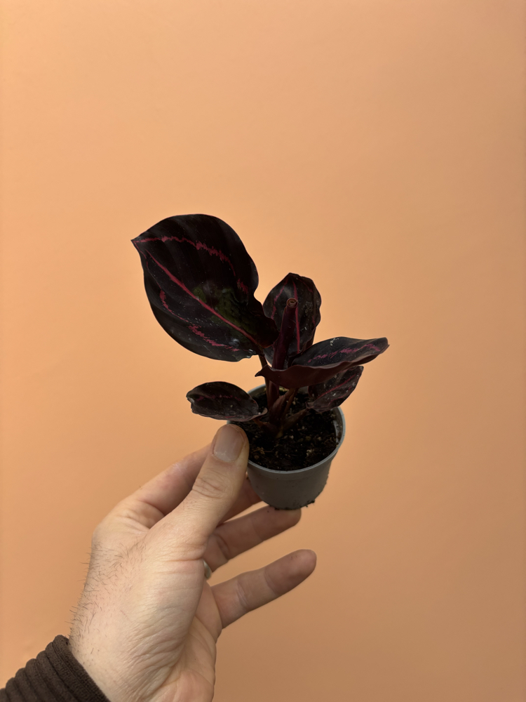 Mini Calathea Roseopicta Dottie