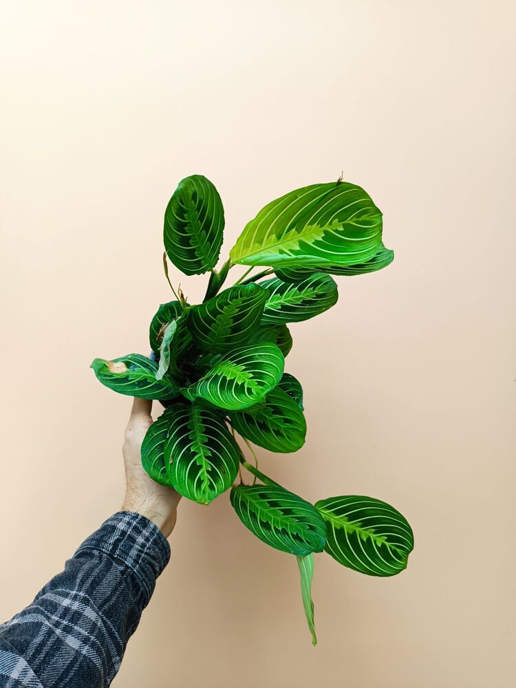 Maranta Lemon Lime 