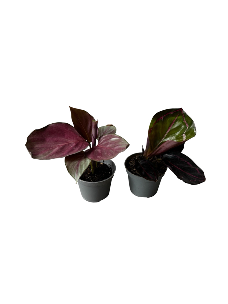 2’li Mini Calathea Seti