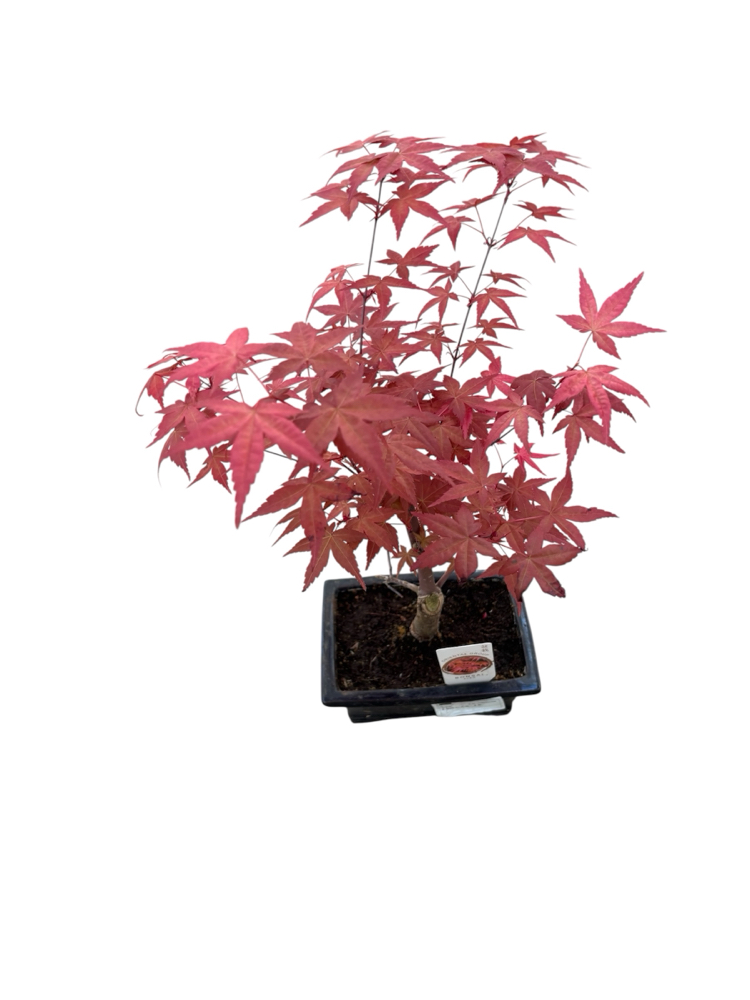 Acer Palmatum Atropurpureum