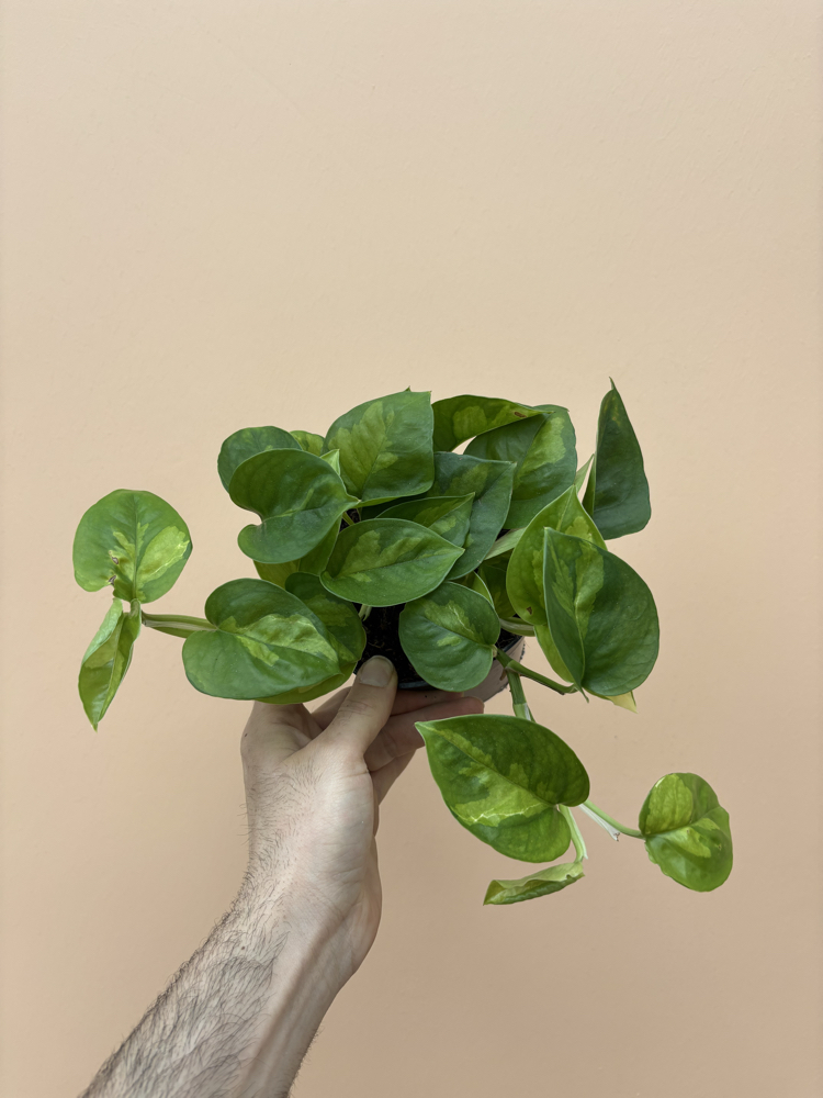 Epipremnum global Green