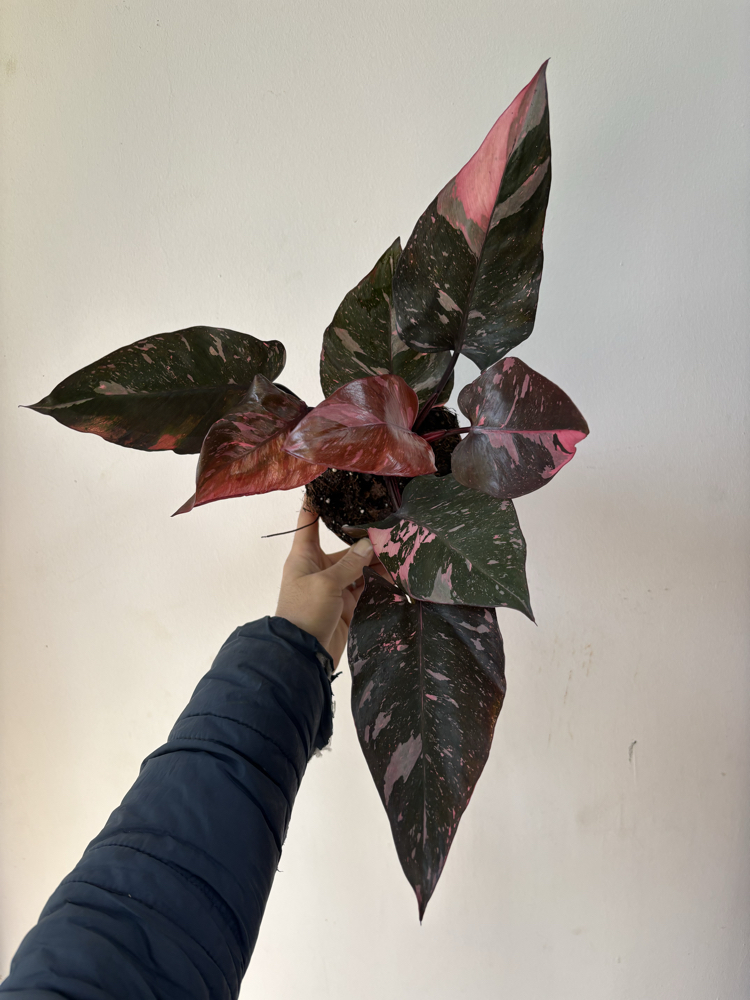 Philodendron Pink Prenses Marble