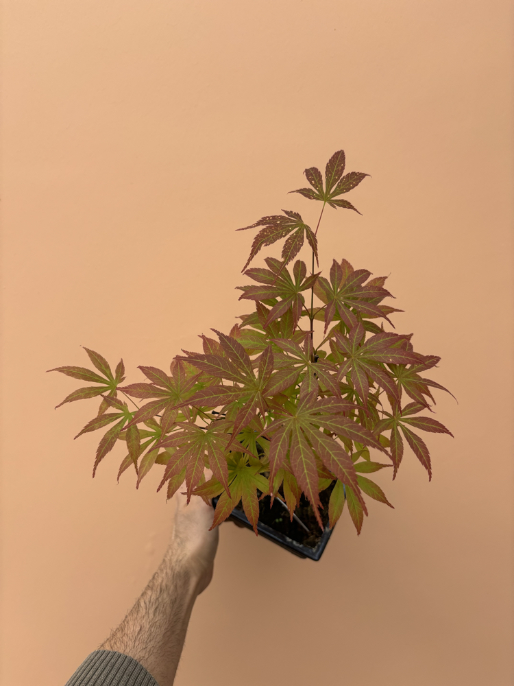 Acer Bonsai Deshojo