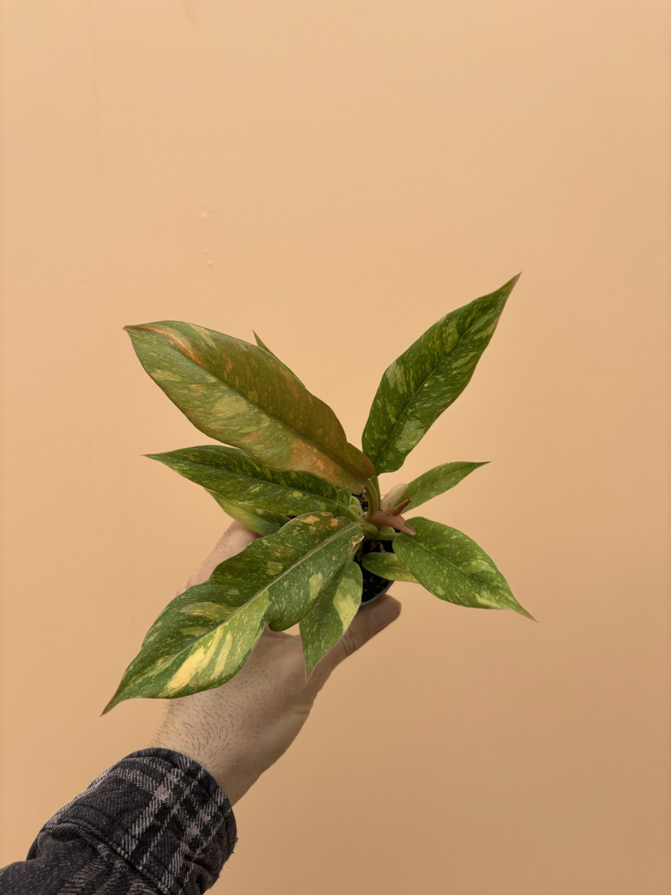 Philodendron Ring of fire variegata 