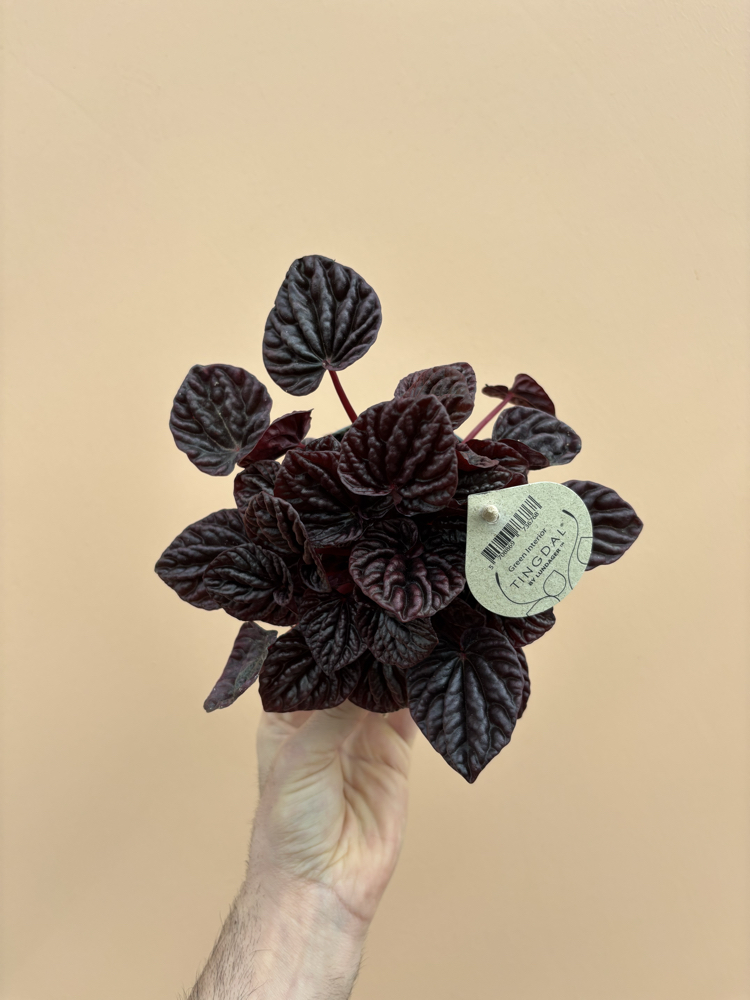 Peperomia Red Luna