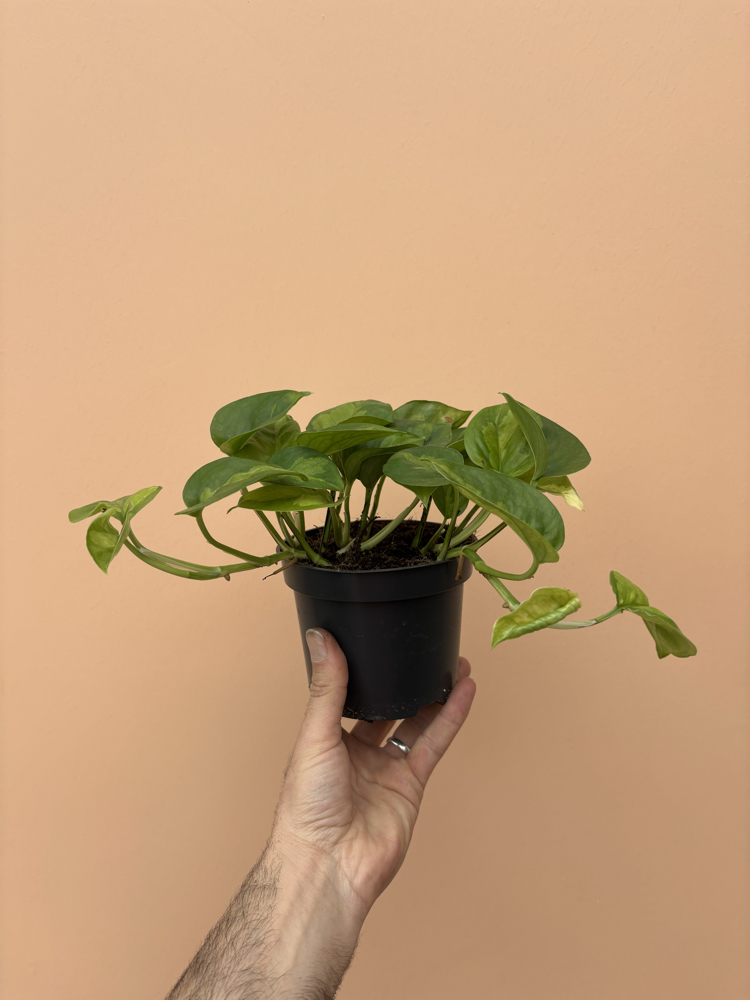 Epipremnum global Green