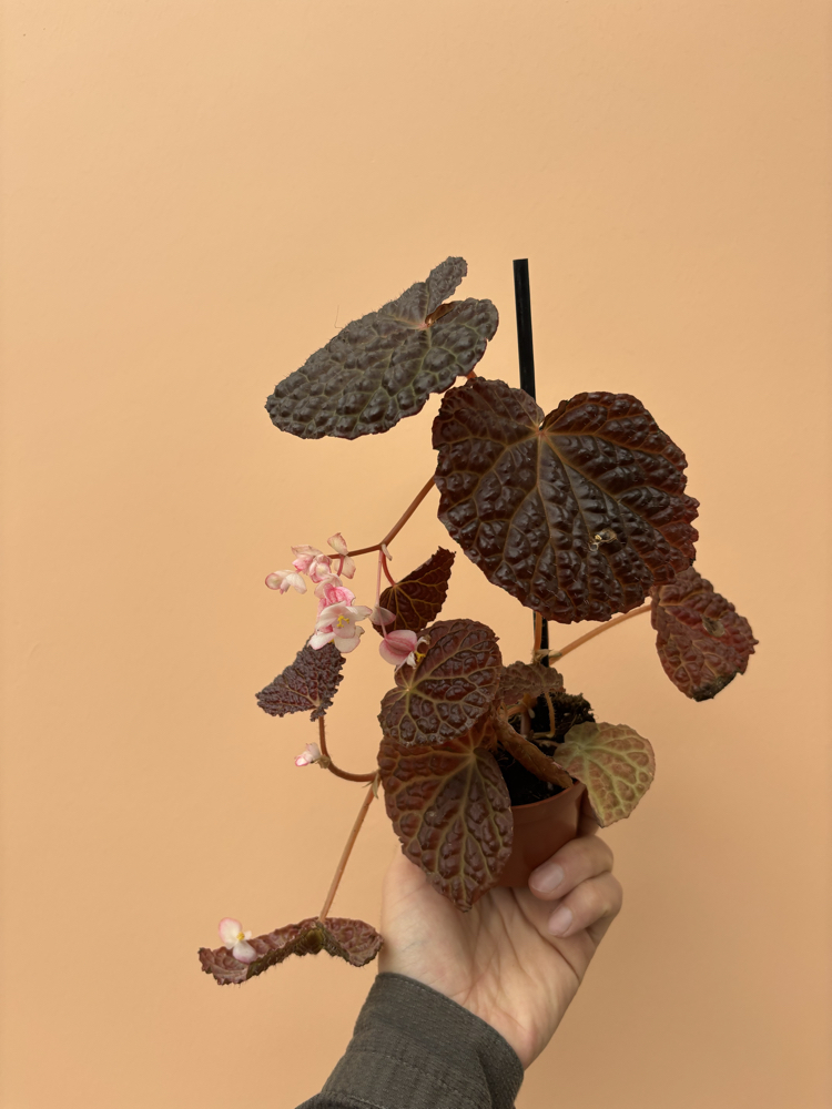 Begonia baik x dracopelta