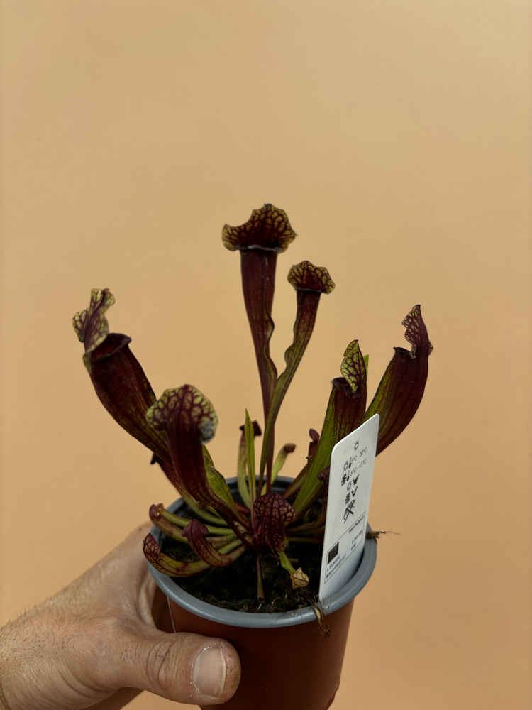Sarracenia x mitchelliana