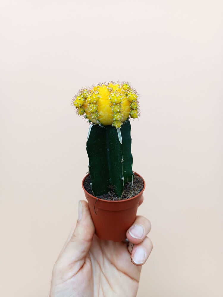 Gymnocalycium mihanovichii Aşılı Kaktüsler Sarı