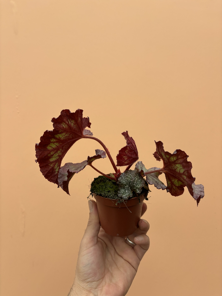 Begonia Pink Panther