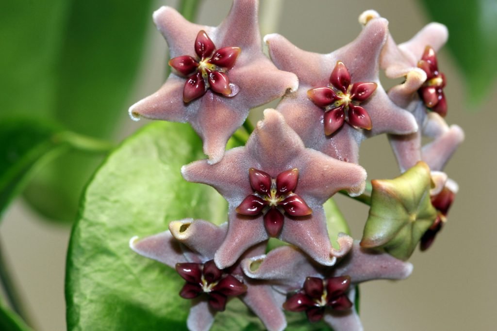 Hoya Vitiensis Köksüz Dal
