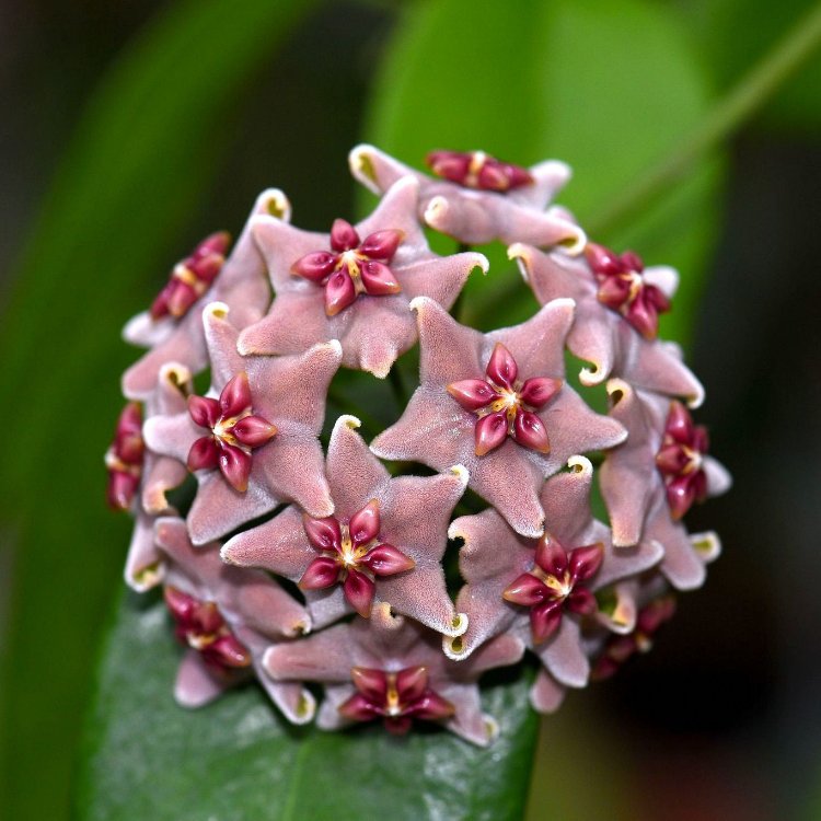 Hoya Vitiensis Köksüz Dal