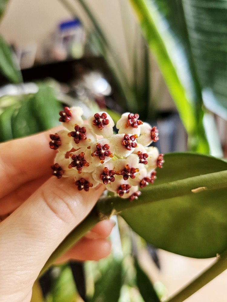 Hoya Kerrii Köksüz Dal