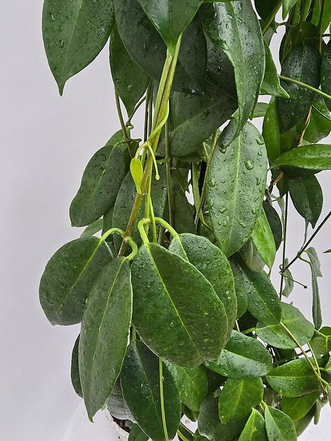Hoya Vitiensis Köksüz Dal