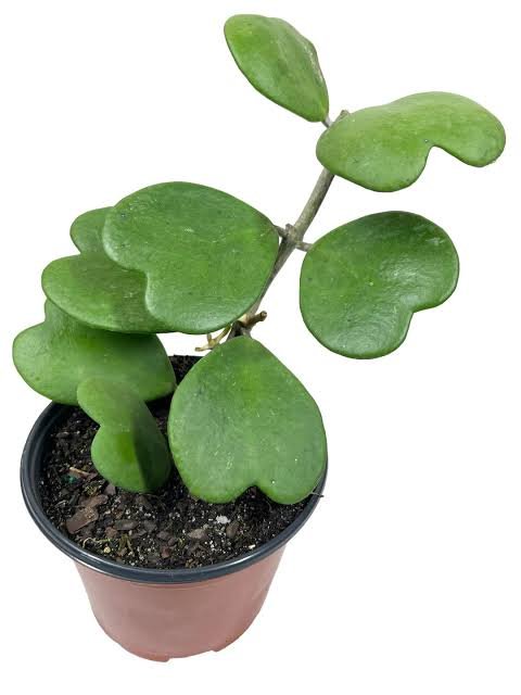 Hoya Kerrii Köksüz Dal