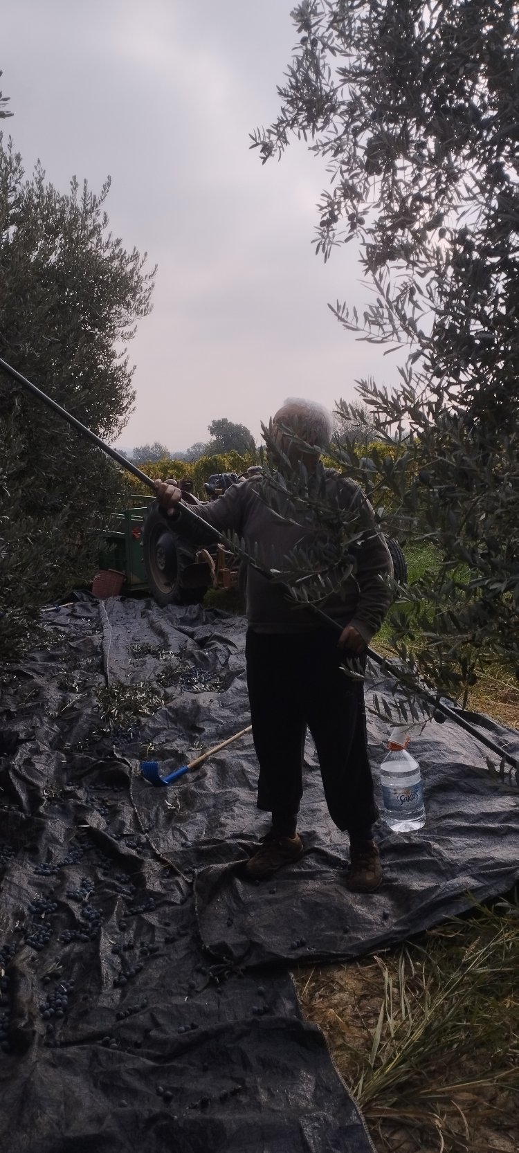 Zeytinyağı