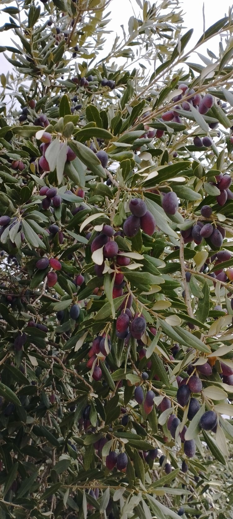 Zeytinyağı