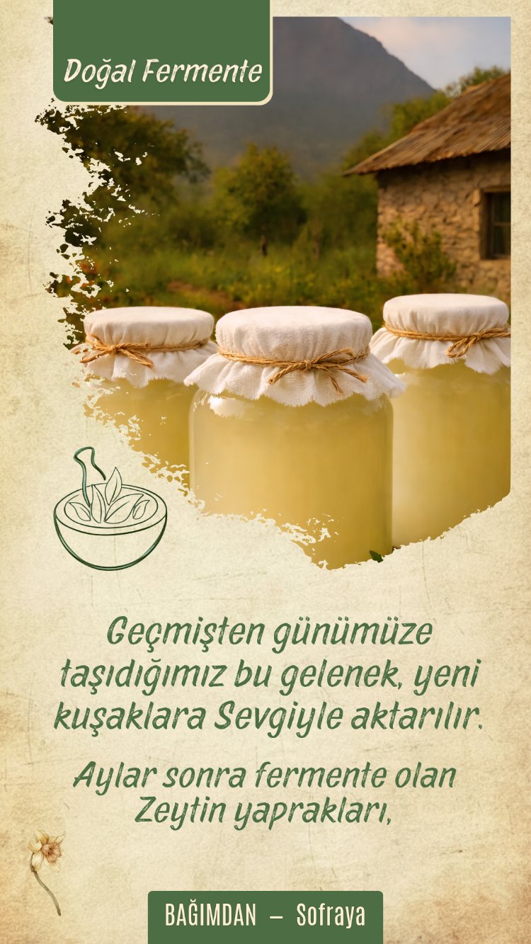 Zeytin Yaprağı Sirkesi (Şifre) Pet 1lt