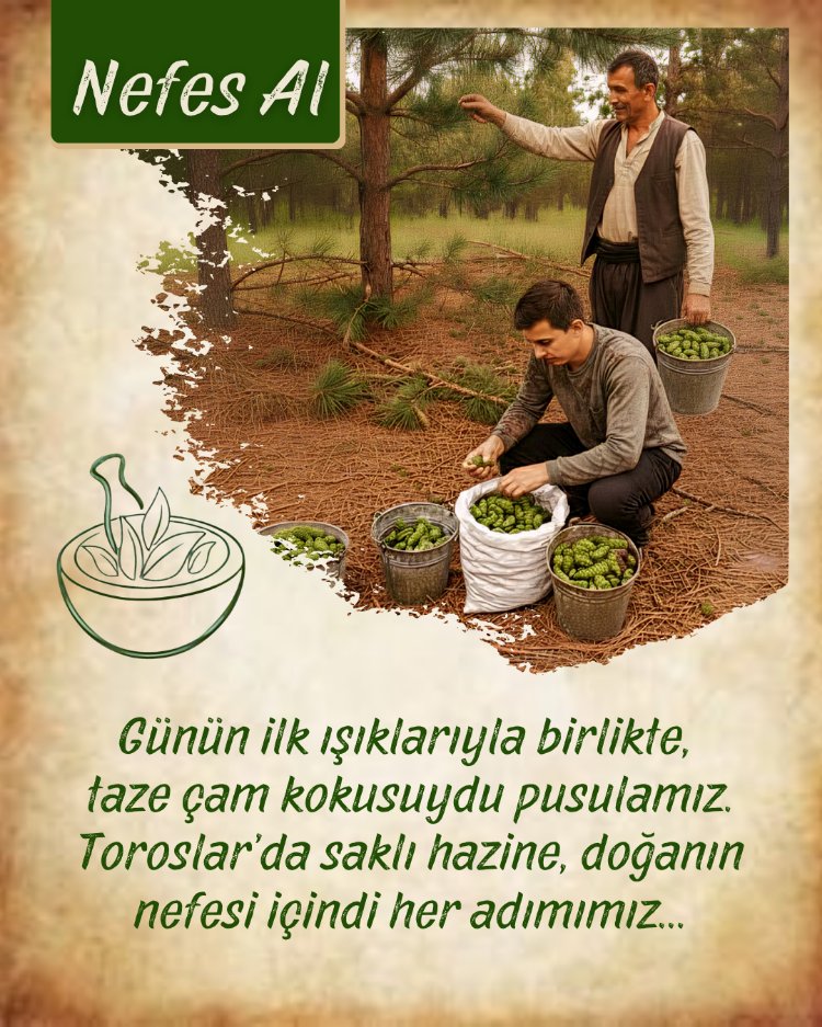 Ballı Atom Kozalak Macunu (Nefes Al) 900gr