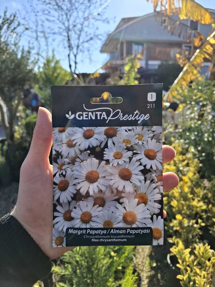 Genta prestige margrit papatya tohumu