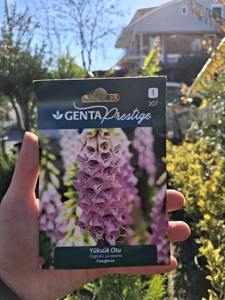Genta prestige yüksük otu tohumu 