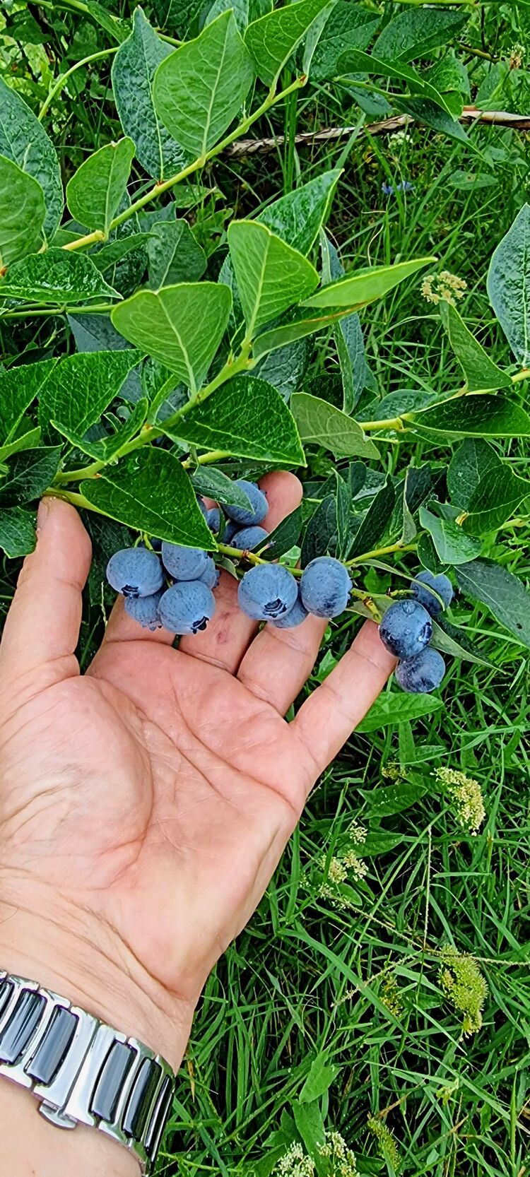 Organik Yaban Mersini 1 Kg.