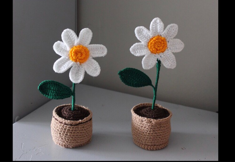 saksıda tek papatya