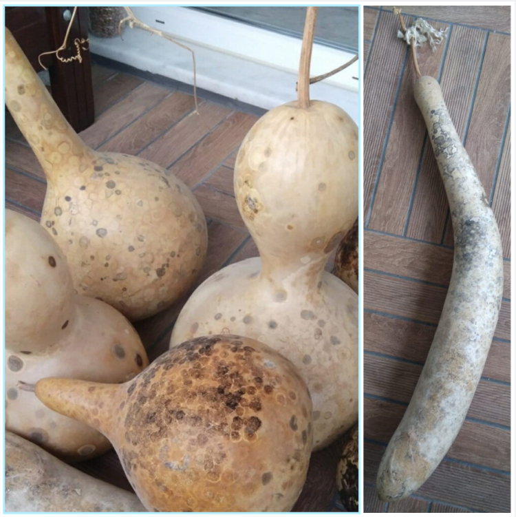 Karışık Su Kabağı Tohumu (10 adet) (Süs)