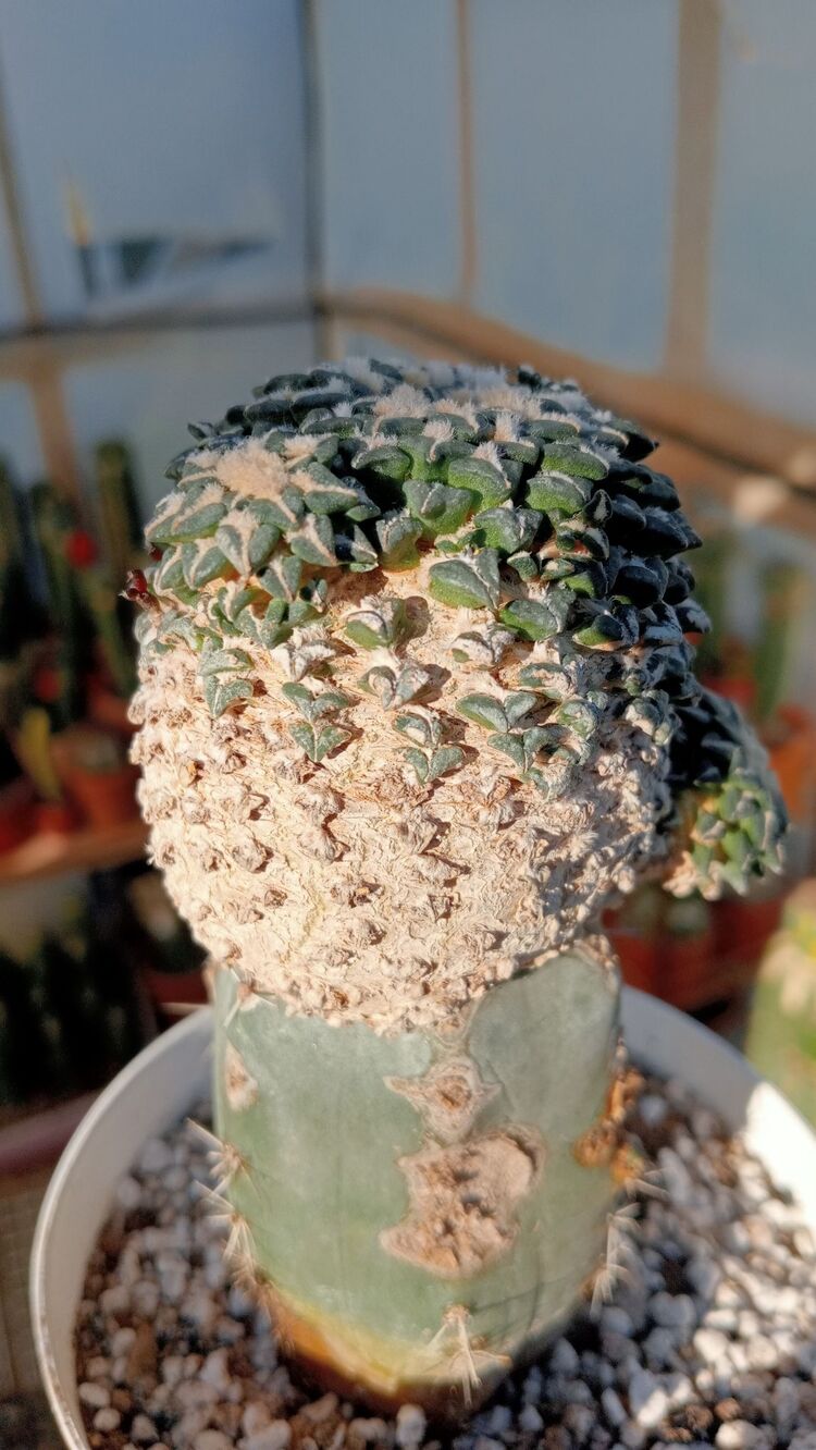 Ariocarpus Kotschoubeyanus