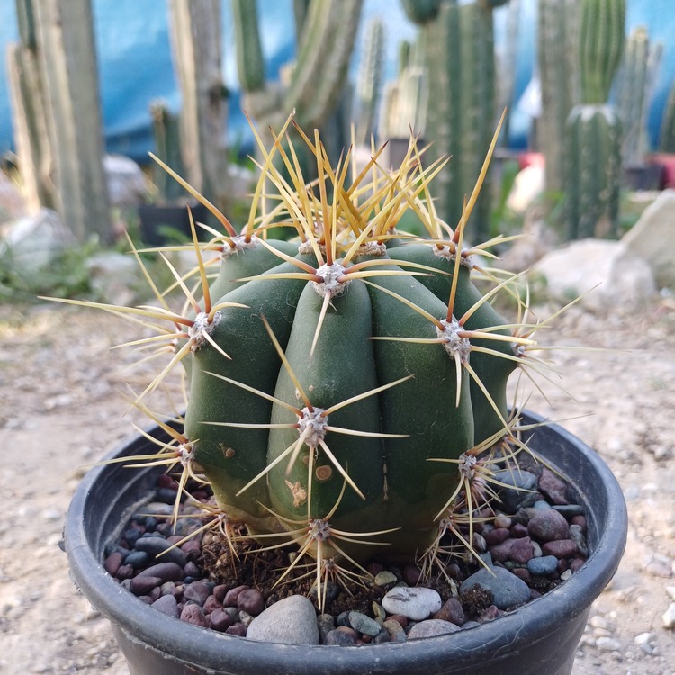 Trichocereus Pasacana (Terschekii)