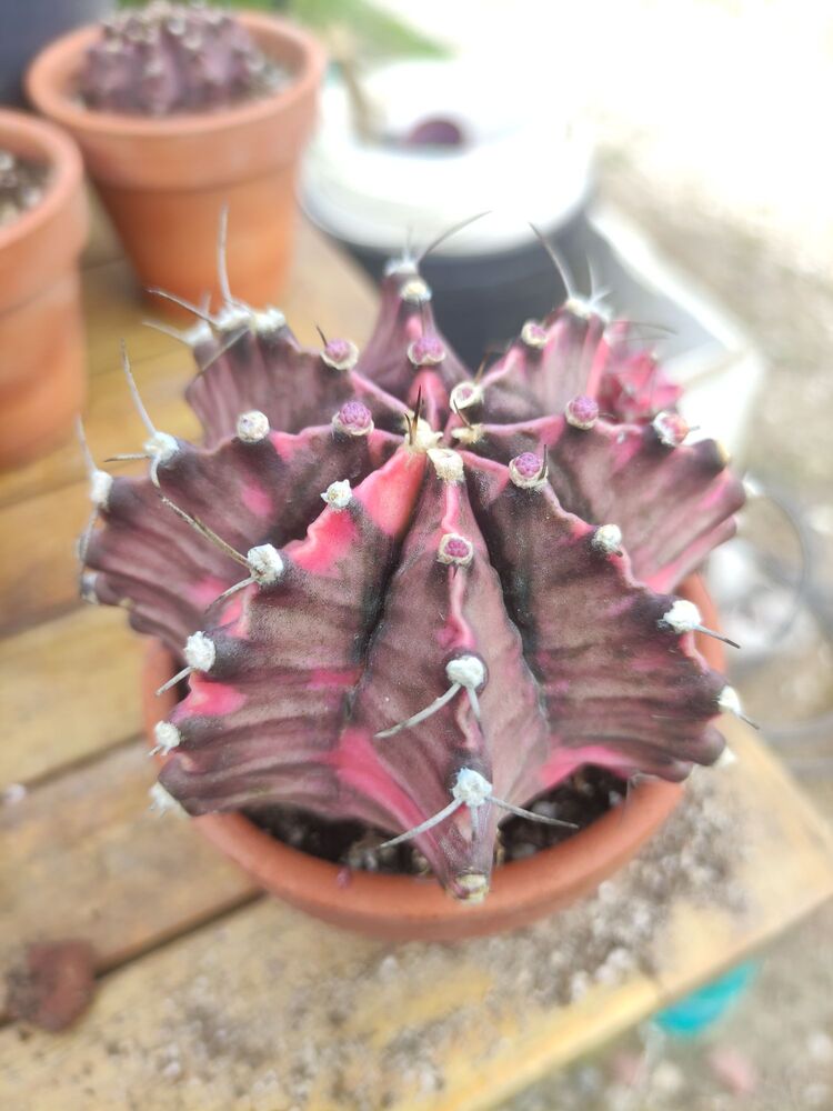 Gymnocalycium Varigate
