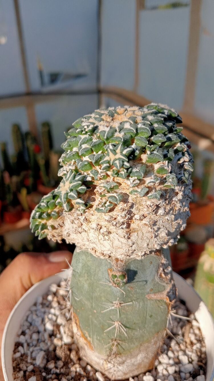 Ariocarpus Kotschoubeyanus