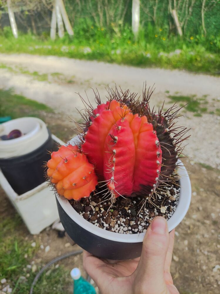 Gymnocalycium Varigate