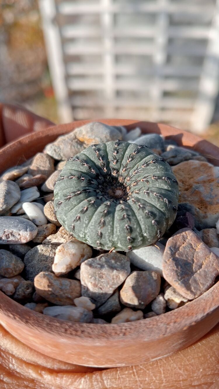 Frailea Castanea 
